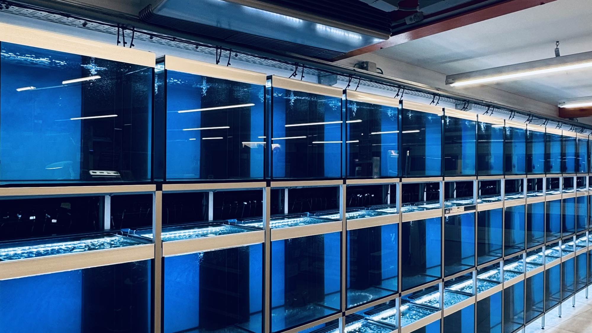 De aluminium aquariumstelling van LUX AQUA over de volle lengte, met verlichte bakken