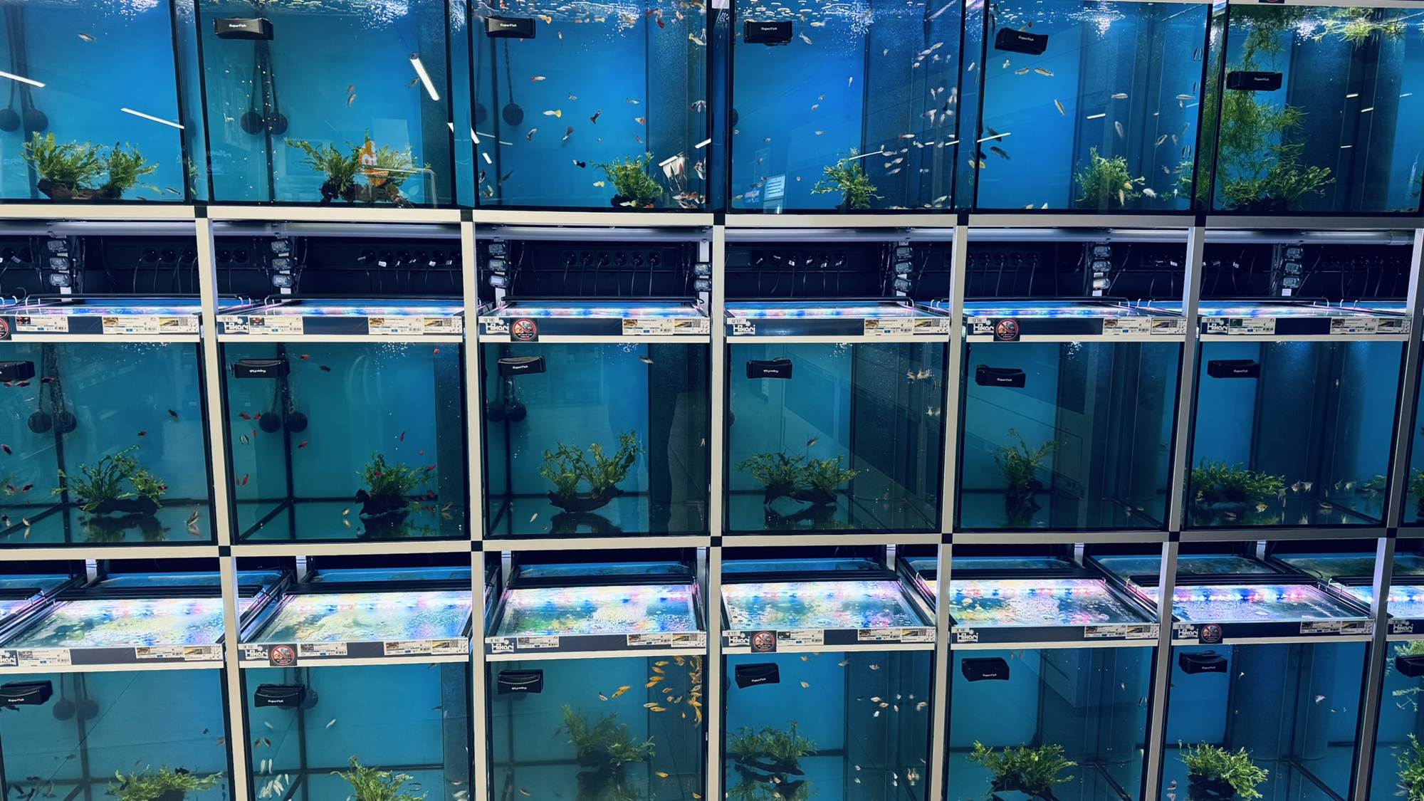 Rijen verlichte aquaria met tropische vissen en planten in de afdeling LUX AQUA in Helchteren