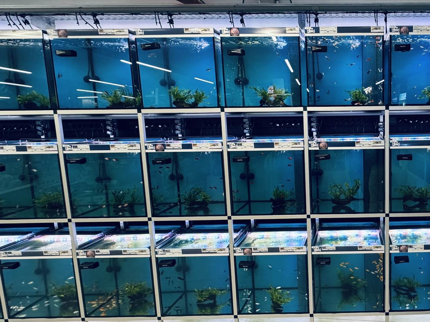 Verlichte verkoopbakken met tropische vissen bij LUX AQUA