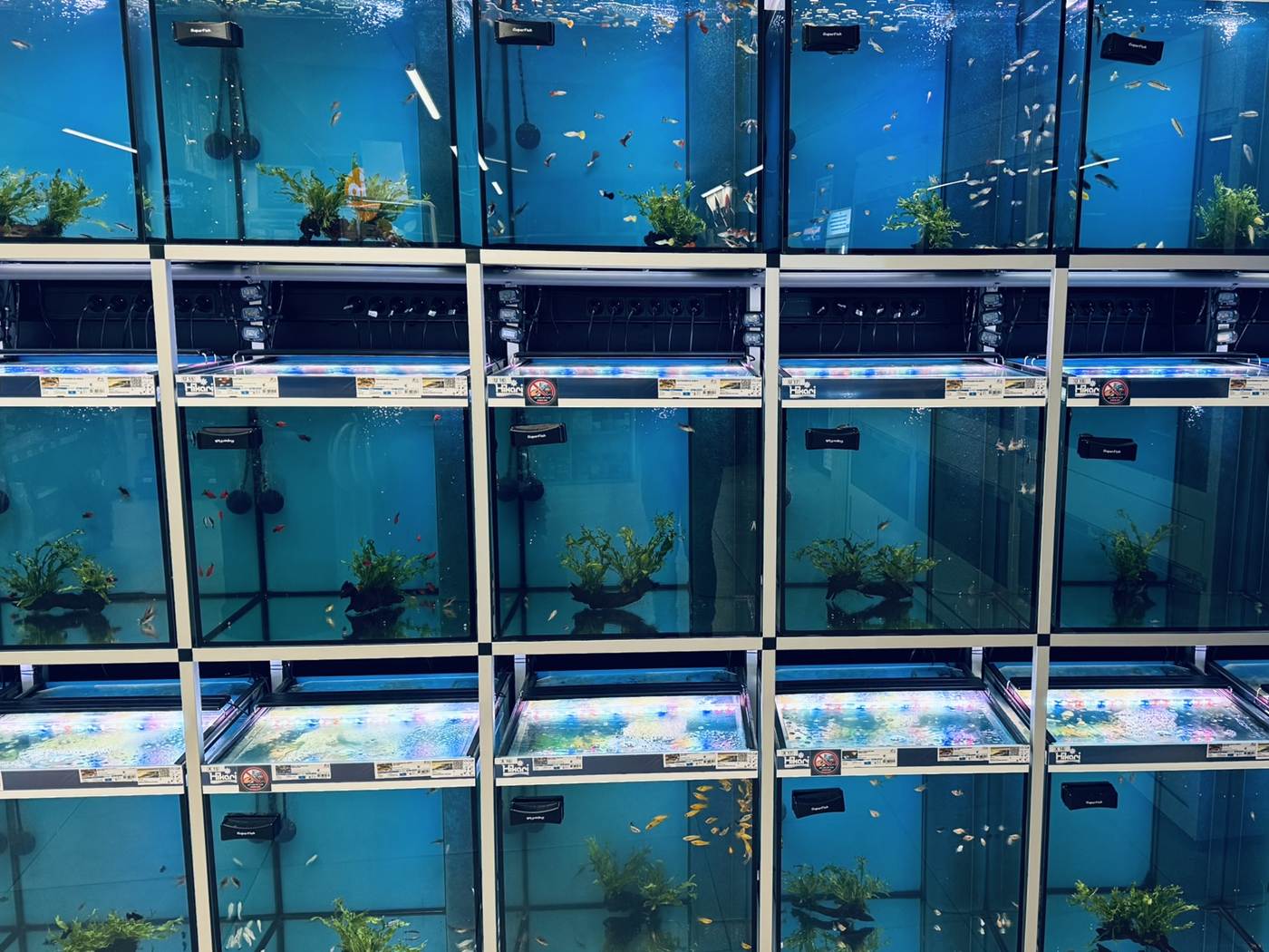 Verlichte aquaria met tropische vissen bij LUX AQUA