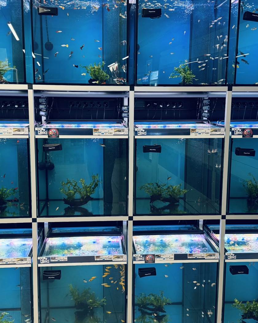 Verlichte aquaria in de stelling van LUX AQUA