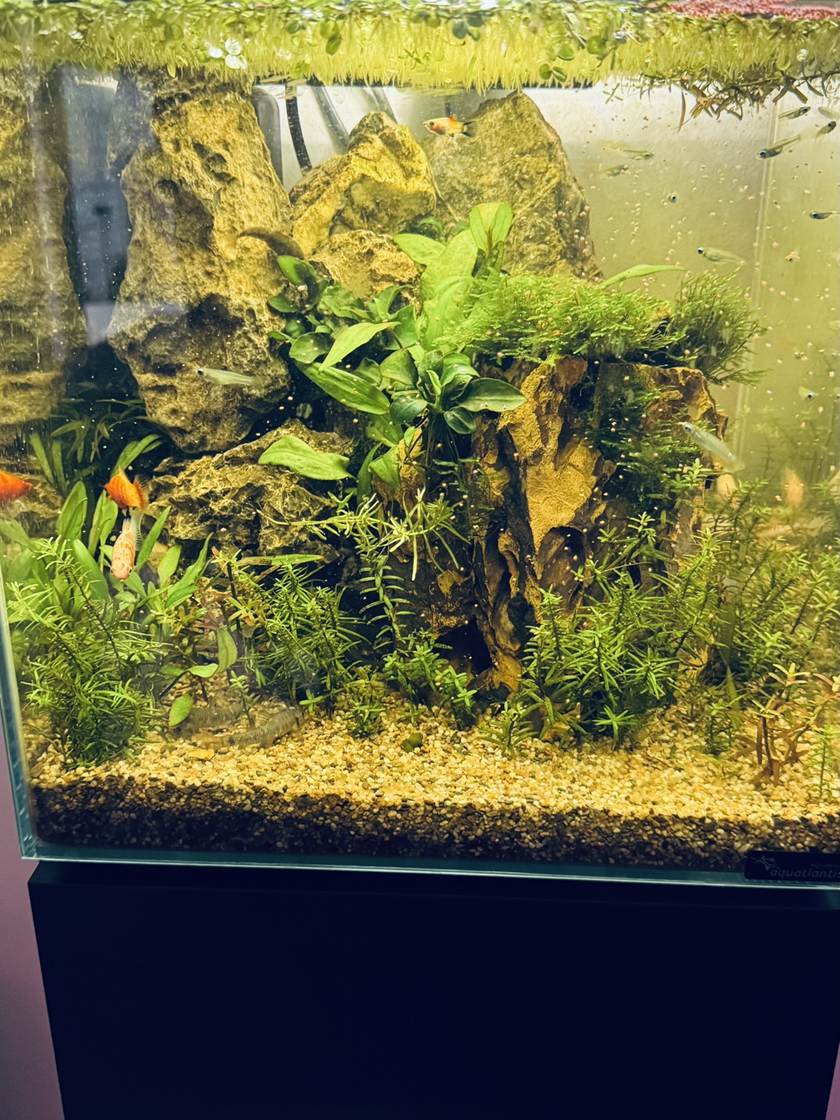 Een beplant aquarium met kienhout en varens