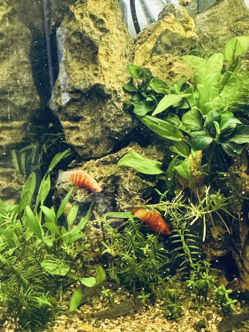 Een ingericht beplant aquarium met hout en groene planten