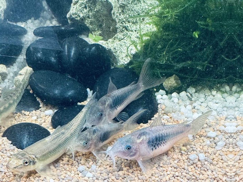 Pantsermeervallen op de bodem van een aquarium bij LUX AQUA