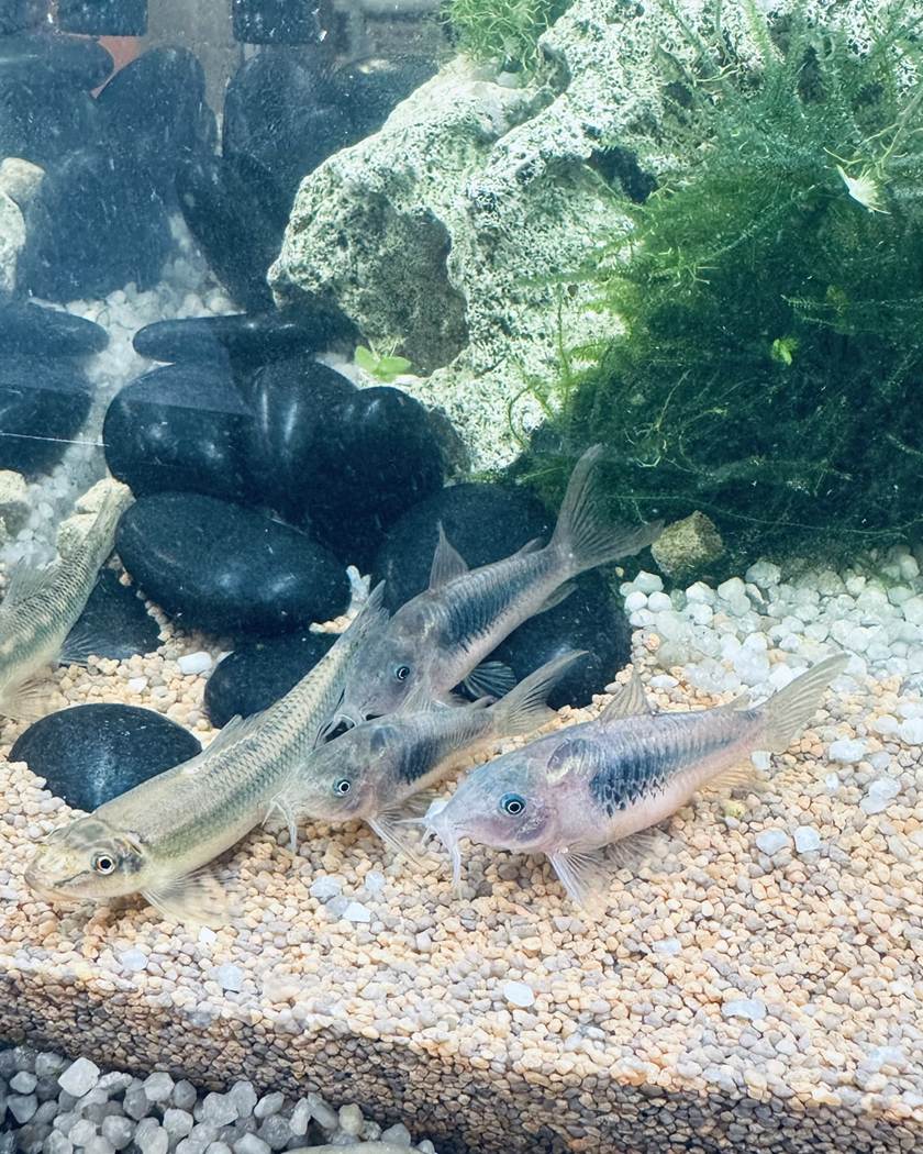 Pantsermeervallen op de bodem van een aquarium bij LUX AQUA