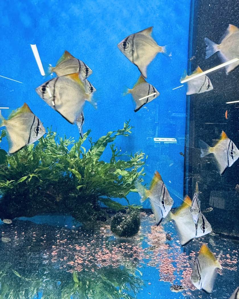 Een school zilvervinnen in een verkoopbak bij LUX AQUA