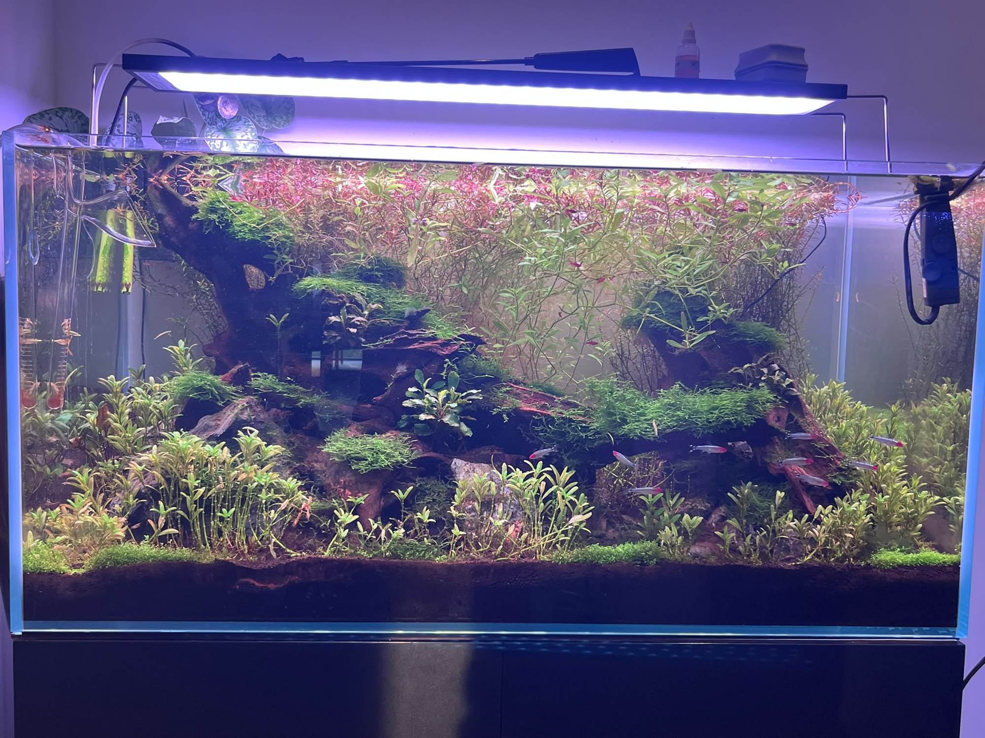 Een dicht beplant aquarium met verschillende soorten aquariumplanten