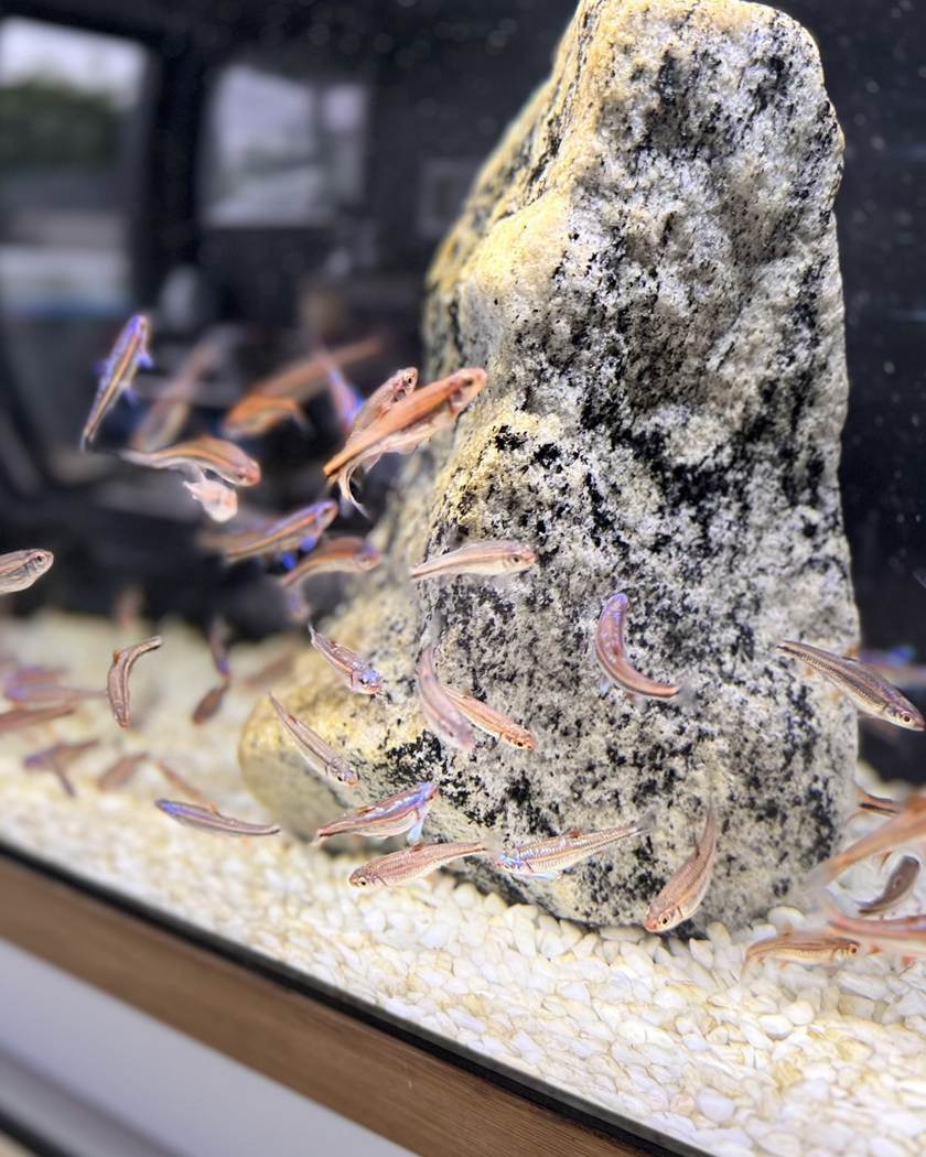 Vissen bij een rots in een aquarium bij LUX AQUA