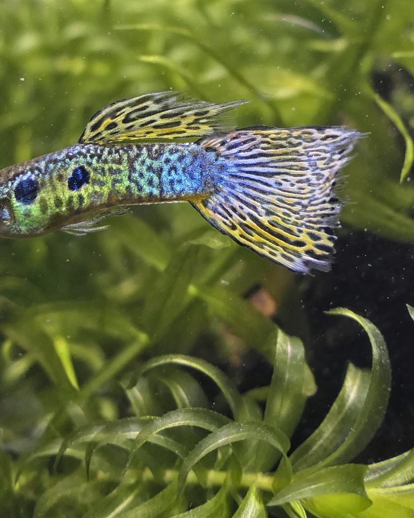 Een guppy-mannetje met een kleurige staartvin