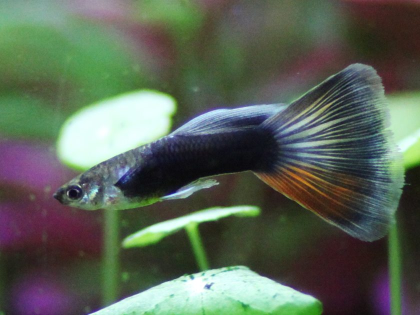 Een guppy-mannetje met een grote donkere staartvin
