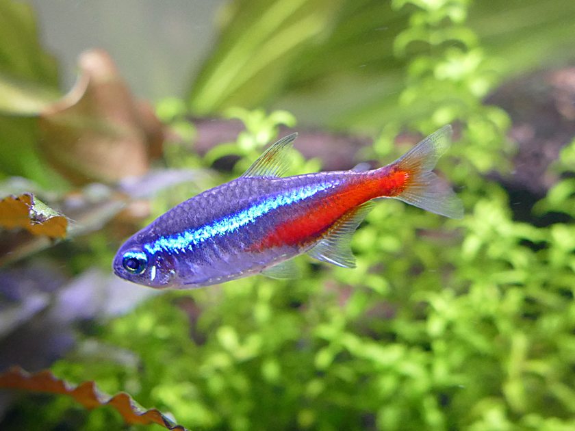 Een neonzalm met zijn blauwe en rode streep
