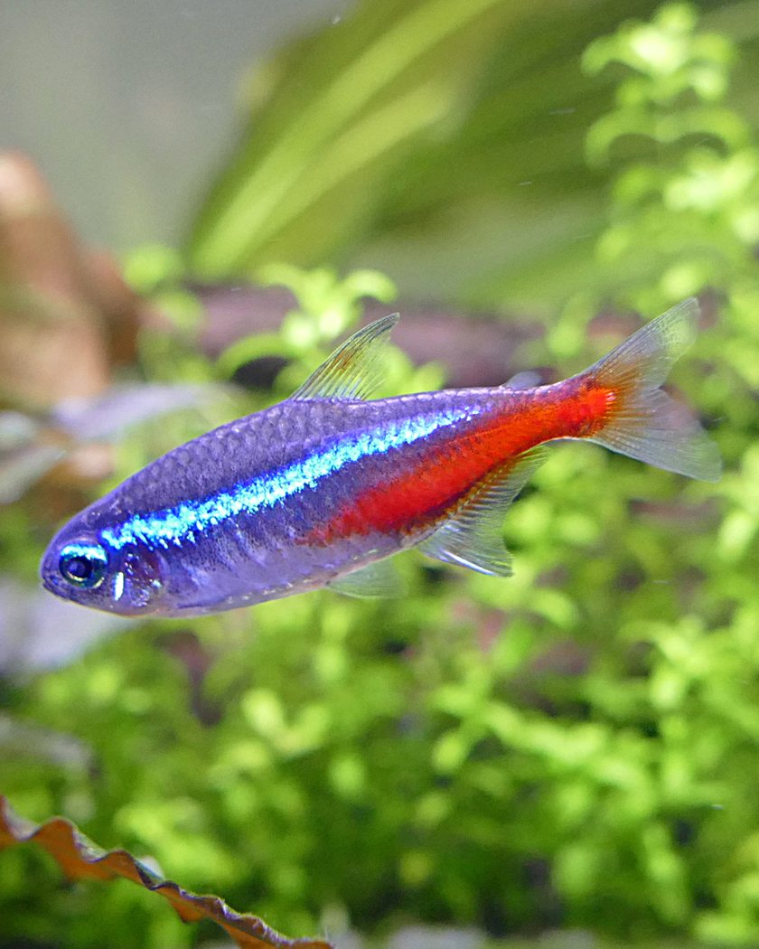 Een neonzalm met zijn blauwe en rode streep