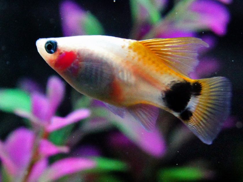 Een wit-oranje platy tussen de planten