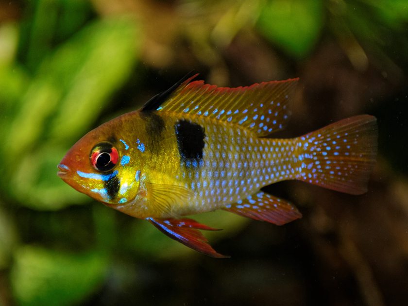 Een ramirezi met blauwe stippen en rode ogen