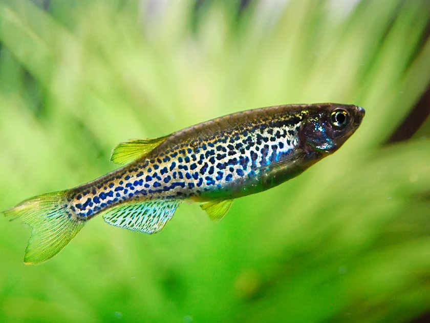 Een danio met gevlekte tekening tussen de planten